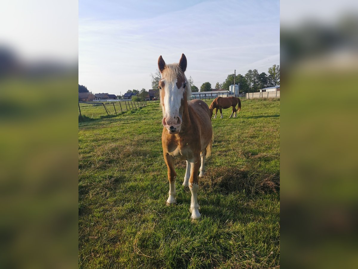 Sztumski horse Stallion 2 years 17,2 hh Chestnut-Red in &#x141;omnica