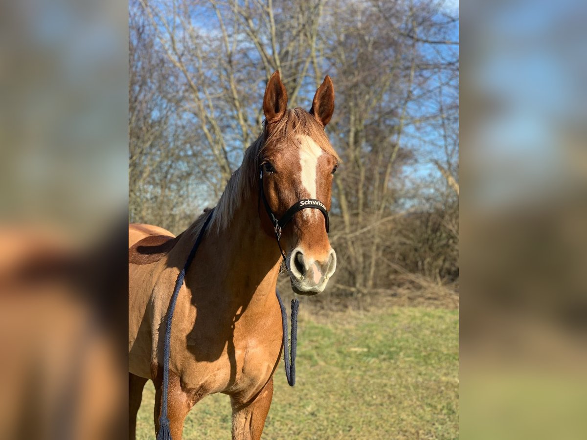 Szwajcarski koń sportowy Klacz 16 lat 164 cm Kasztanowata in Dielsdorf
