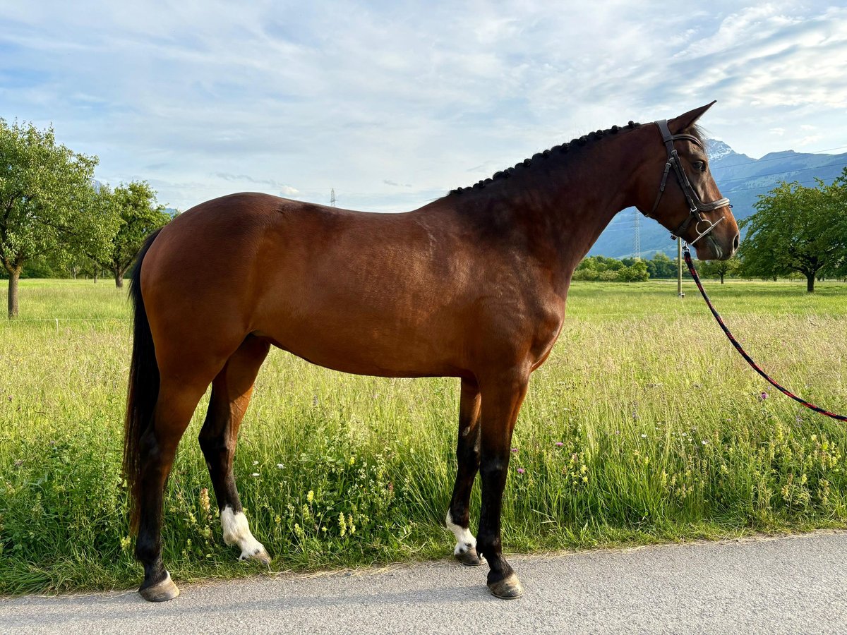 Szwajcarski koń sportowy Klacz 4 lat 163 cm Gniada in Malans GR