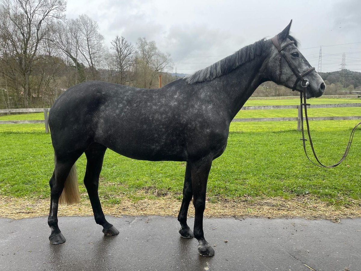 Szwajcarski koń sportowy Klacz 5 lat 162 cm Siwa in Bassecourt