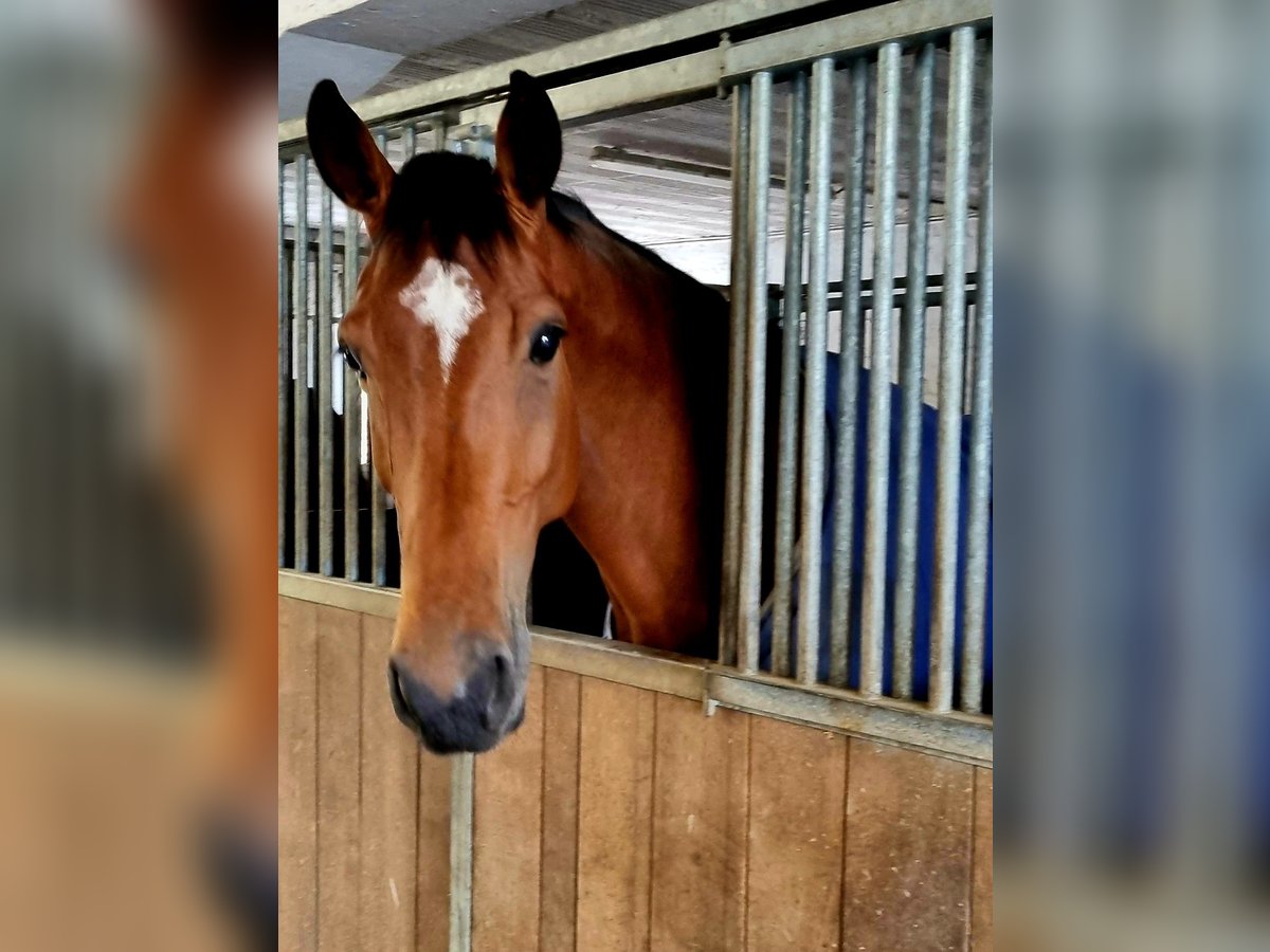 Szwajcarski koń sportowy Klacz 5 lat 168 cm Gniada in Langenthal