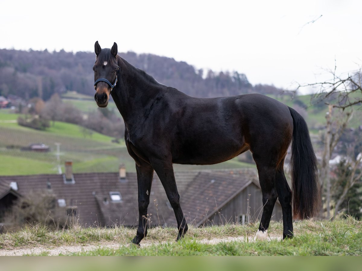 Szwajcarski koń sportowy Klacz 6 lat 170 cm Gniada in Rafz