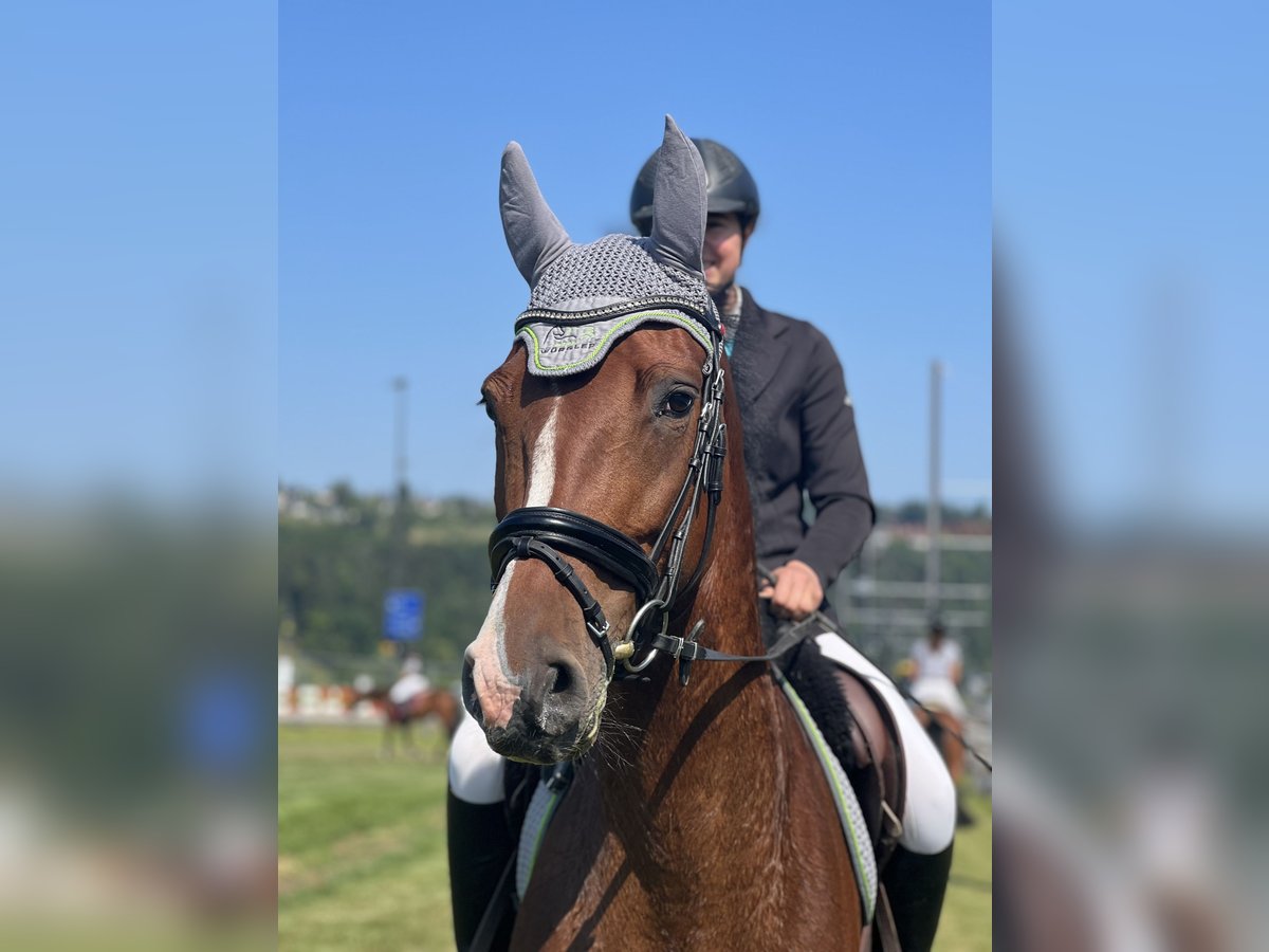 Szwajcarski koń sportowy Klacz 7 lat 167 cm Gniada in Biel-Benken BL
