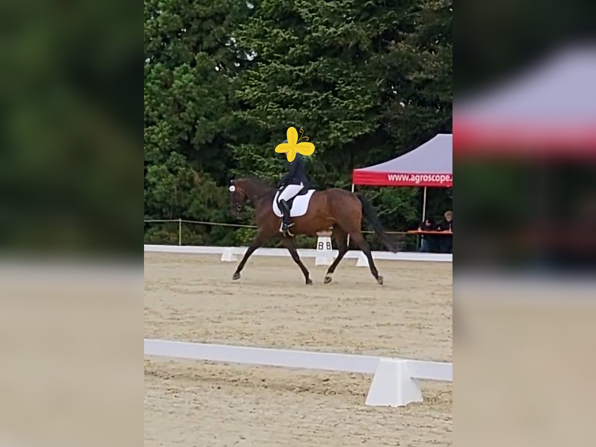 Szwajcarski koń sportowy Klacz 7 lat 173 cm Ciemnogniada in Biel/Bienne