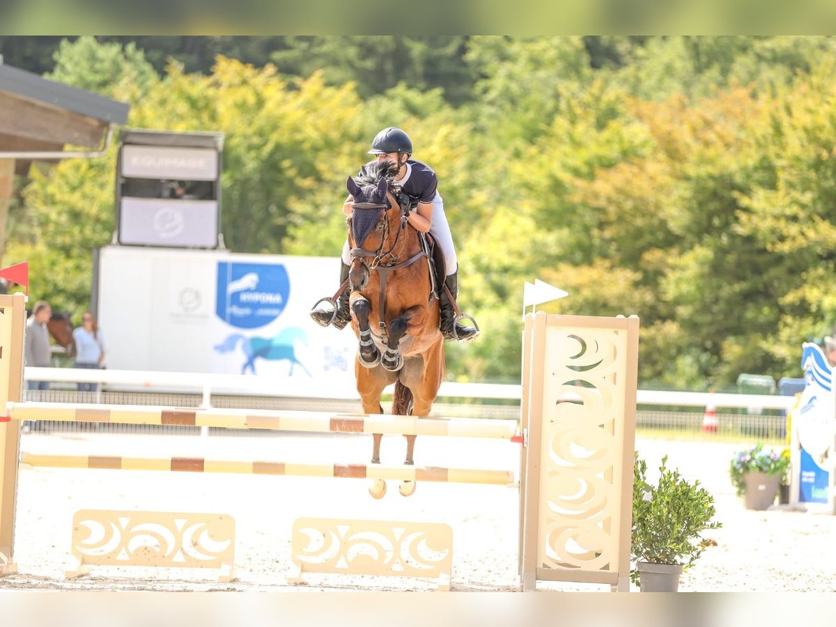 Szwajcarski koń sportowy Wałach 11 lat 160 cm Ciemnogniada in Bex