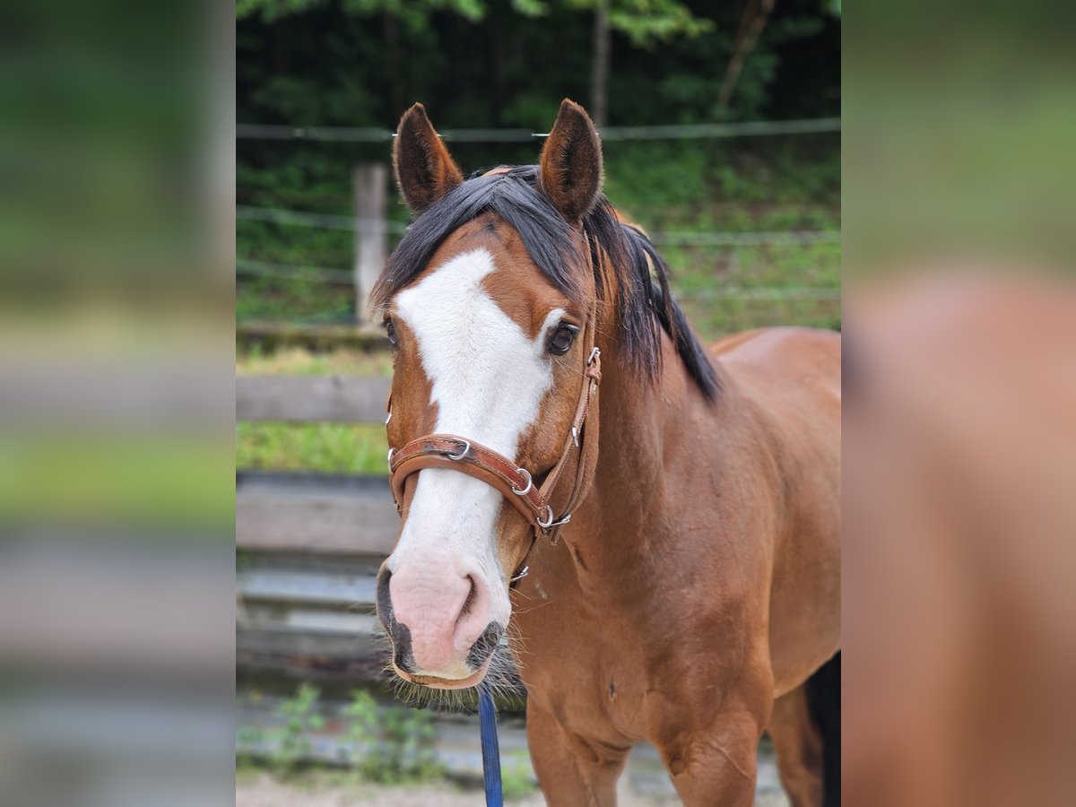 Szwajcarski koń sportowy Wałach 12 lat 168 cm Gniada in Erlenbach im Simmental