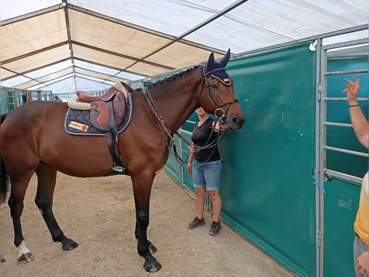 Szwajcarski koń sportowy Wałach 5 lat 174 cm Ciemnogniada in Wolschwiller