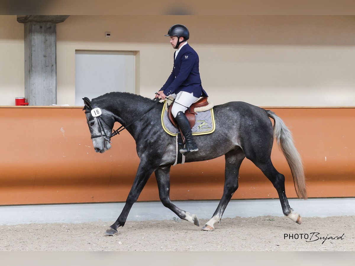 Szwajcarski koń sportowy Wałach 4 lat 165 cm Siwa in Cornol