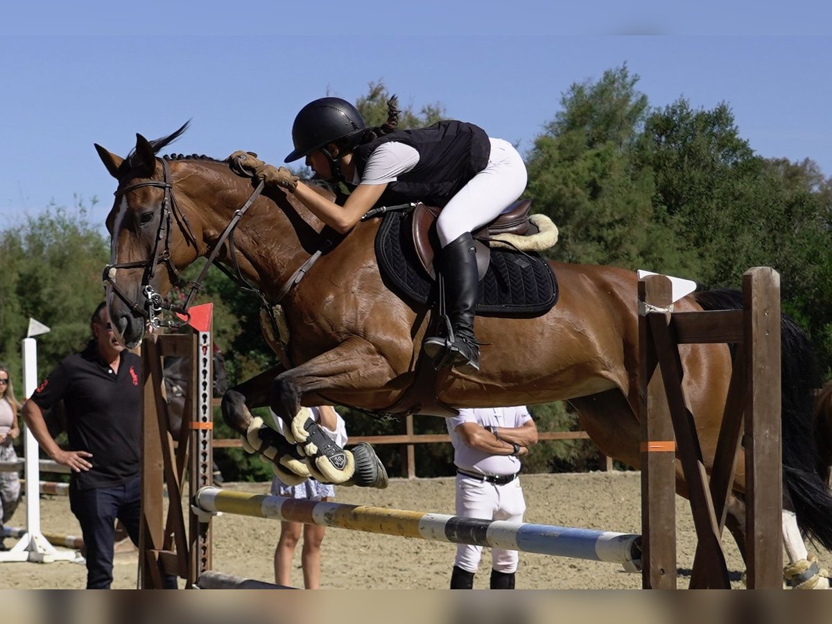 Szwedzki koń gorącokrwisty Klacz 10 lat 165 cm Bułana in Marbella