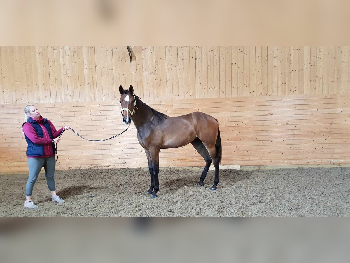 Szwedzki koń gorącokrwisty Klacz 2 lat 170 cm Ciemnogniada in Enköping