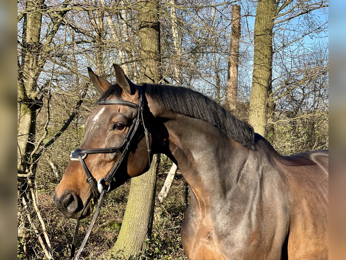 Szwedzki koń gorącokrwisty Klacz 8 lat 168 cm Ciemnogniada in Overath