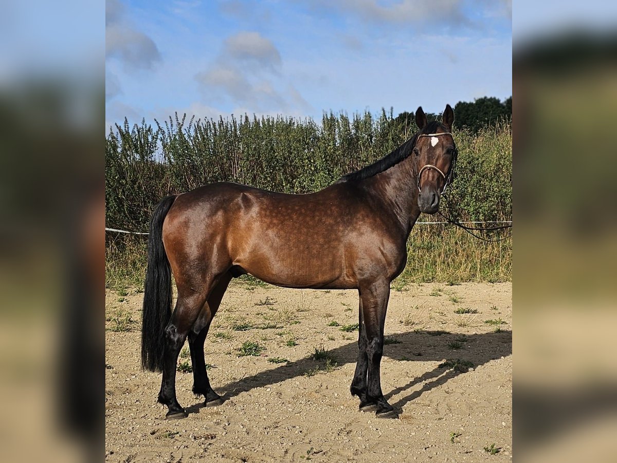 Szwedzki koń gorącokrwisty Mix Wałach 10 lat 162 cm Ciemnogniada in Leipzig