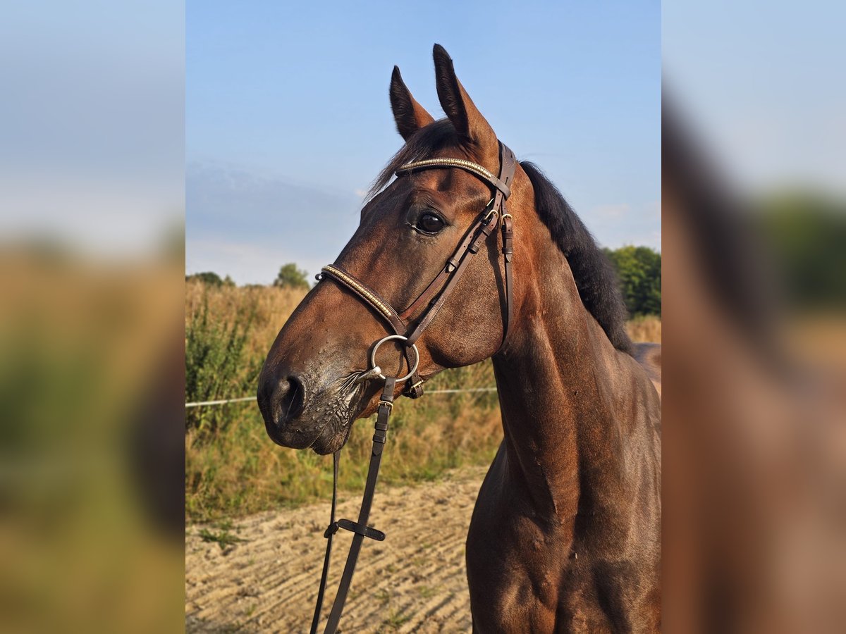 Szwedzki koń gorącokrwisty Mix Wałach 10 lat 165 cm Ciemnogniada in Leipzig