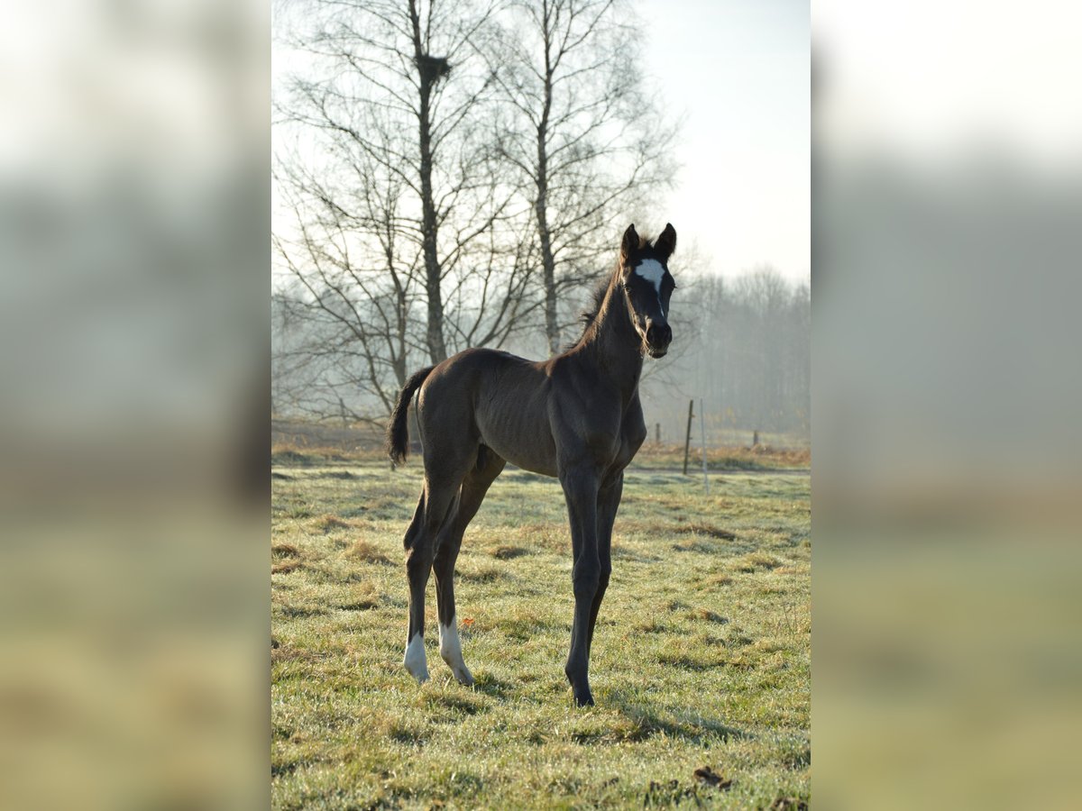 Szwedzki koń gorącokrwisty Wałach  170 cm Kara in Gällstad