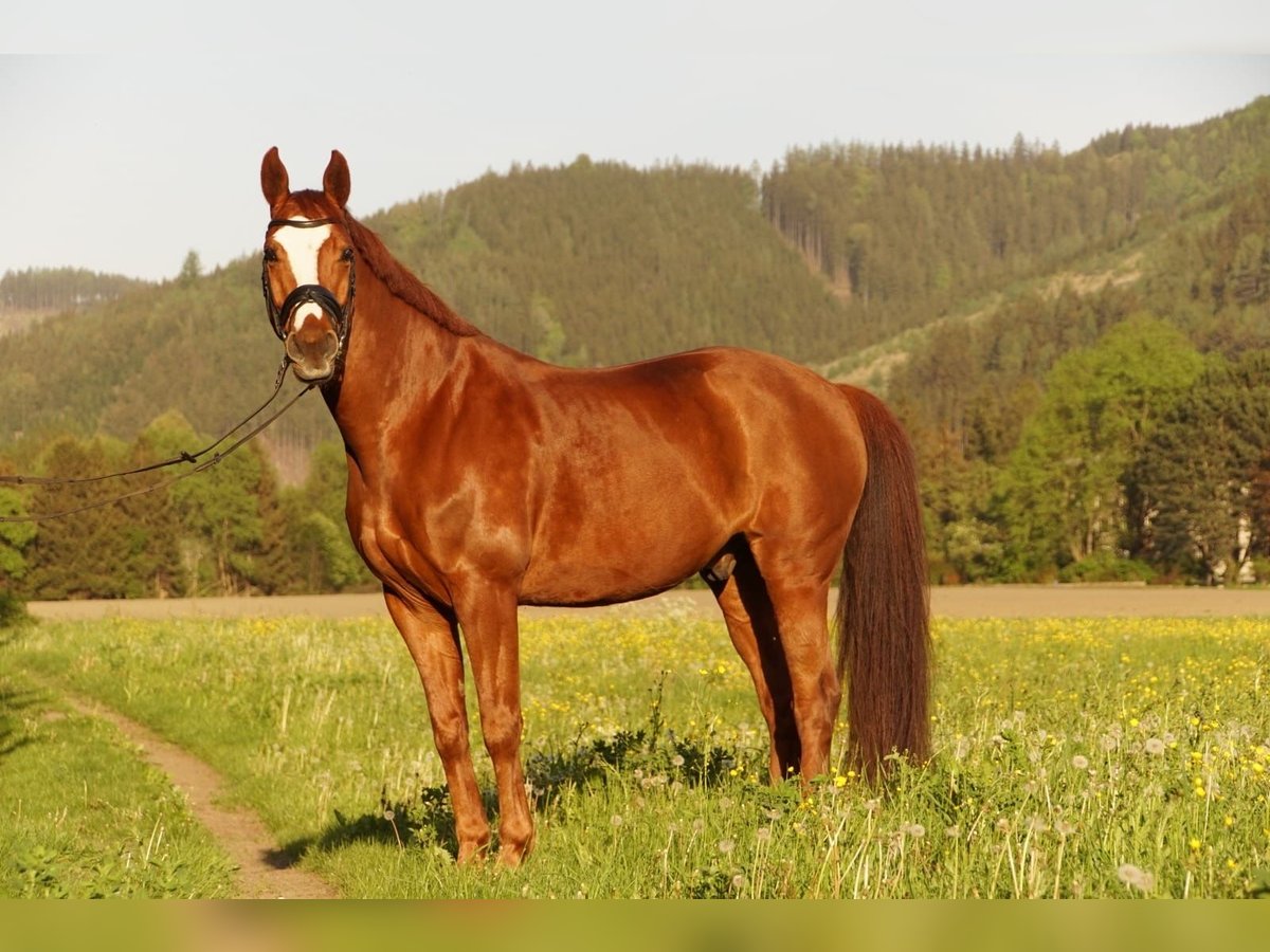 Szwedzki koń gorącokrwisty Wałach 11 lat 165 cm Kasztanowata in Aflenz Kurort