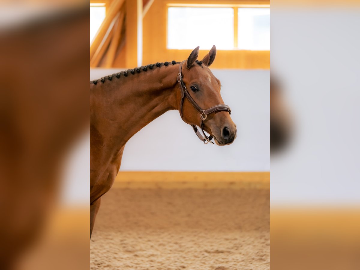 Szwedzki koń gorącokrwisty Wałach 5 lat 165 cm Gniada in Sigtuna