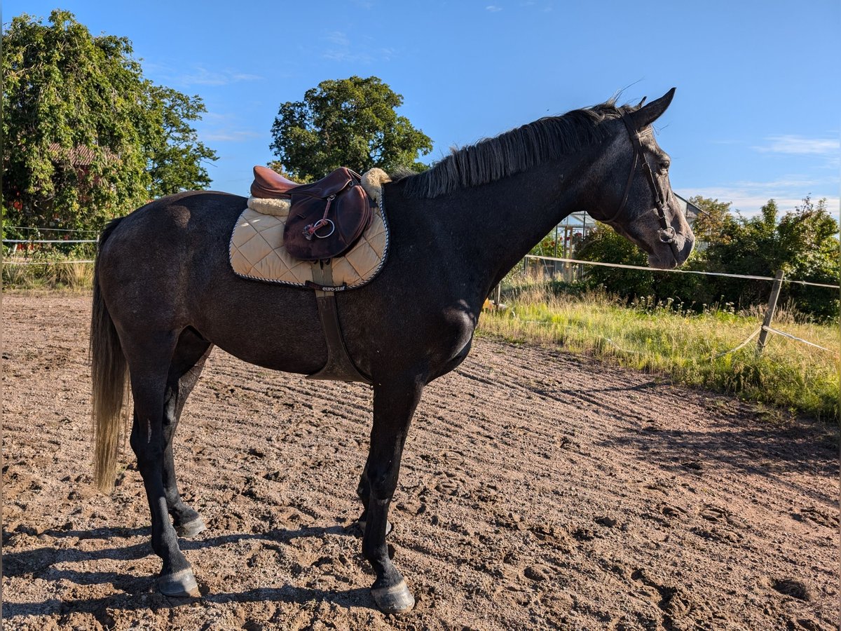 Szwedzki koń gorącokrwisty Wałach 5 lat 175 cm Siwa in Karlstad