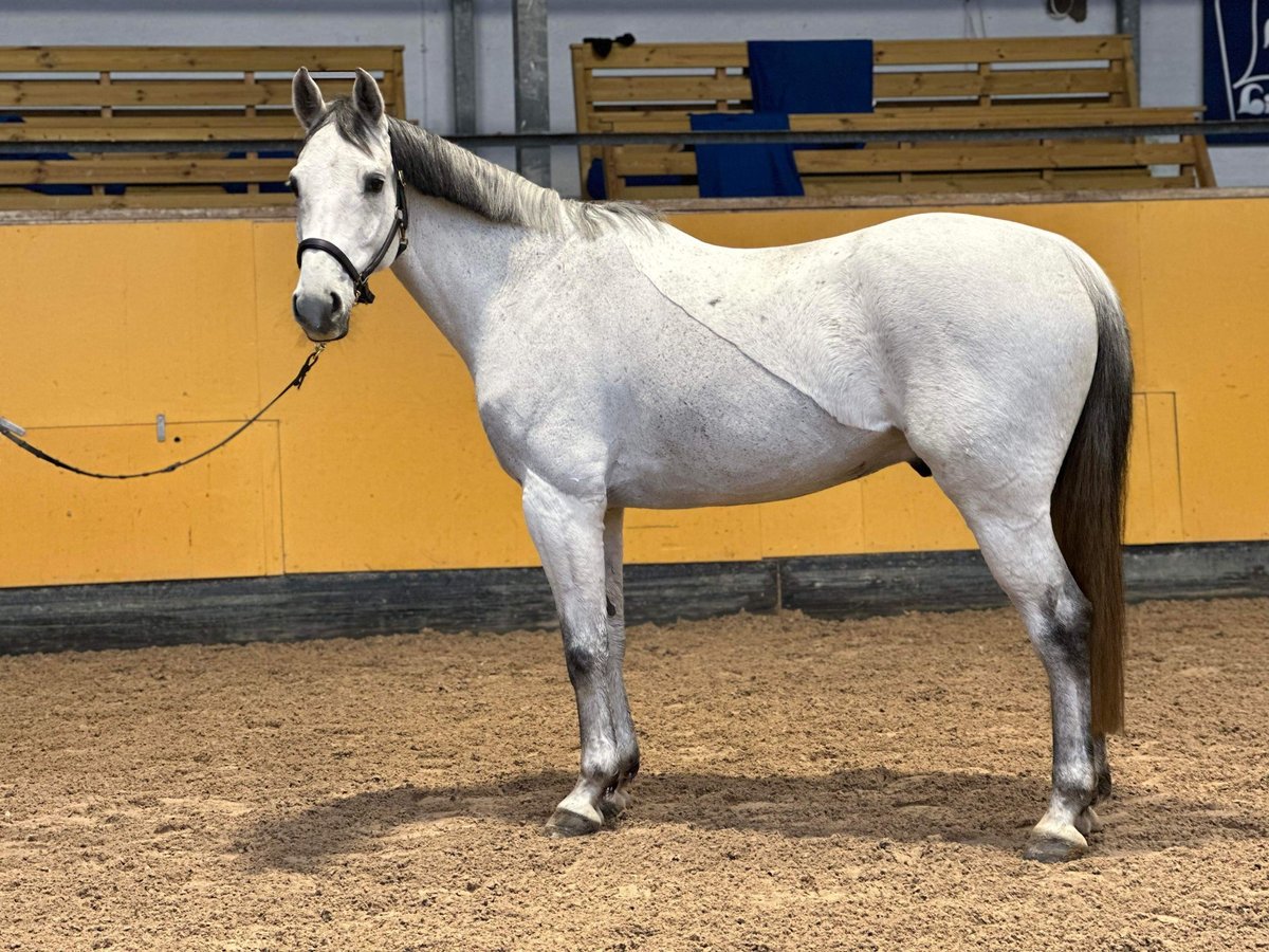 Szwedzki koń gorącokrwisty Wałach 8 lat 164 cm Siwa jabłkowita in Höllviken