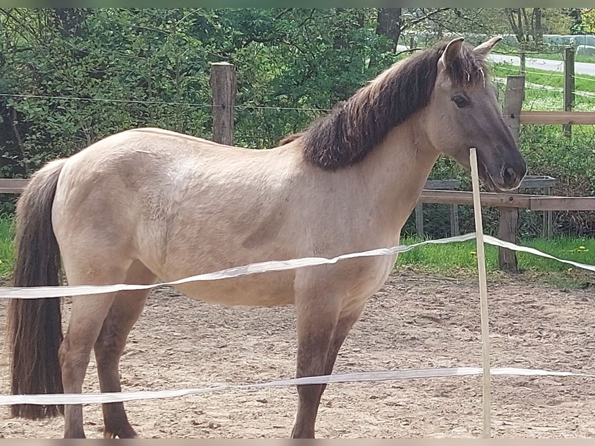 Tarpan Giumenta 7 Anni 142 cm Falbo in Uelzen