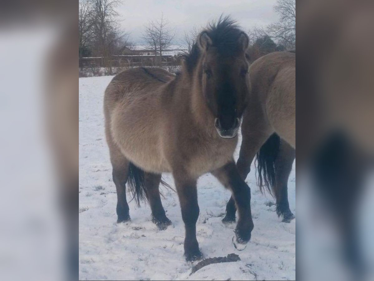 Tarpan Hengst 6 Jaar 135 cm Grullo in Behrenhoff