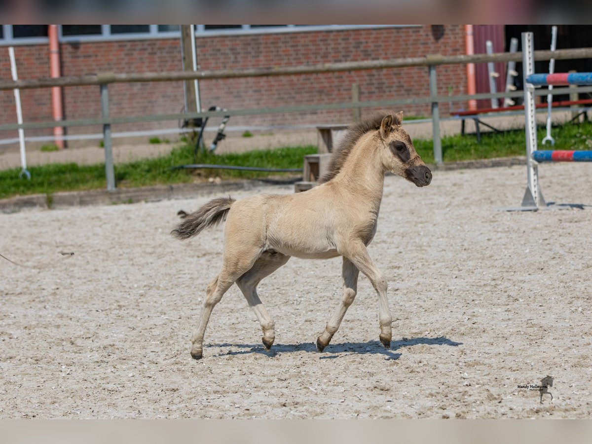 Tarpan Hengst Fohlen (05/2024) 120 cm Falbe in Elsfleth