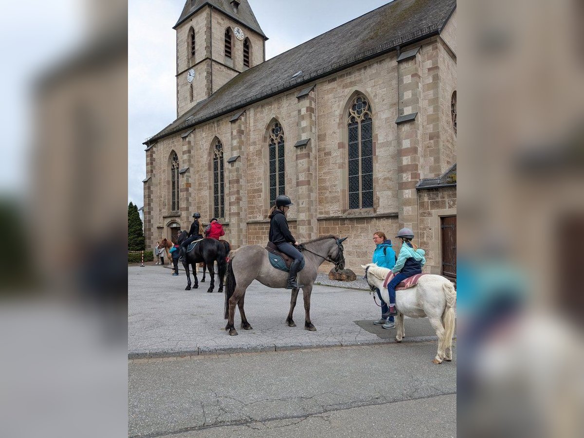 Tarpan Mare 8 years 12,2 hh in Willingen (Upland)
