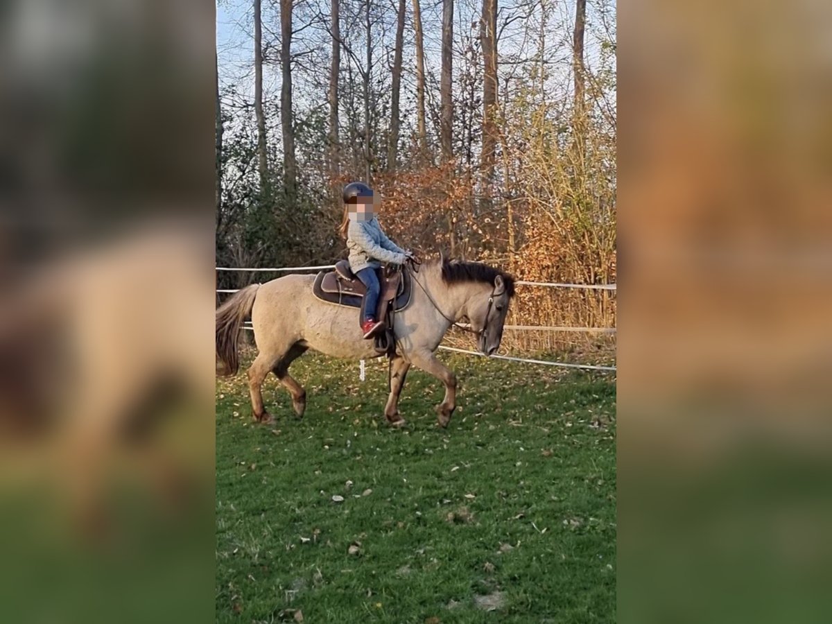 Tarpan Merrie 15 Jaar 135 cm in B&#xFC;ren