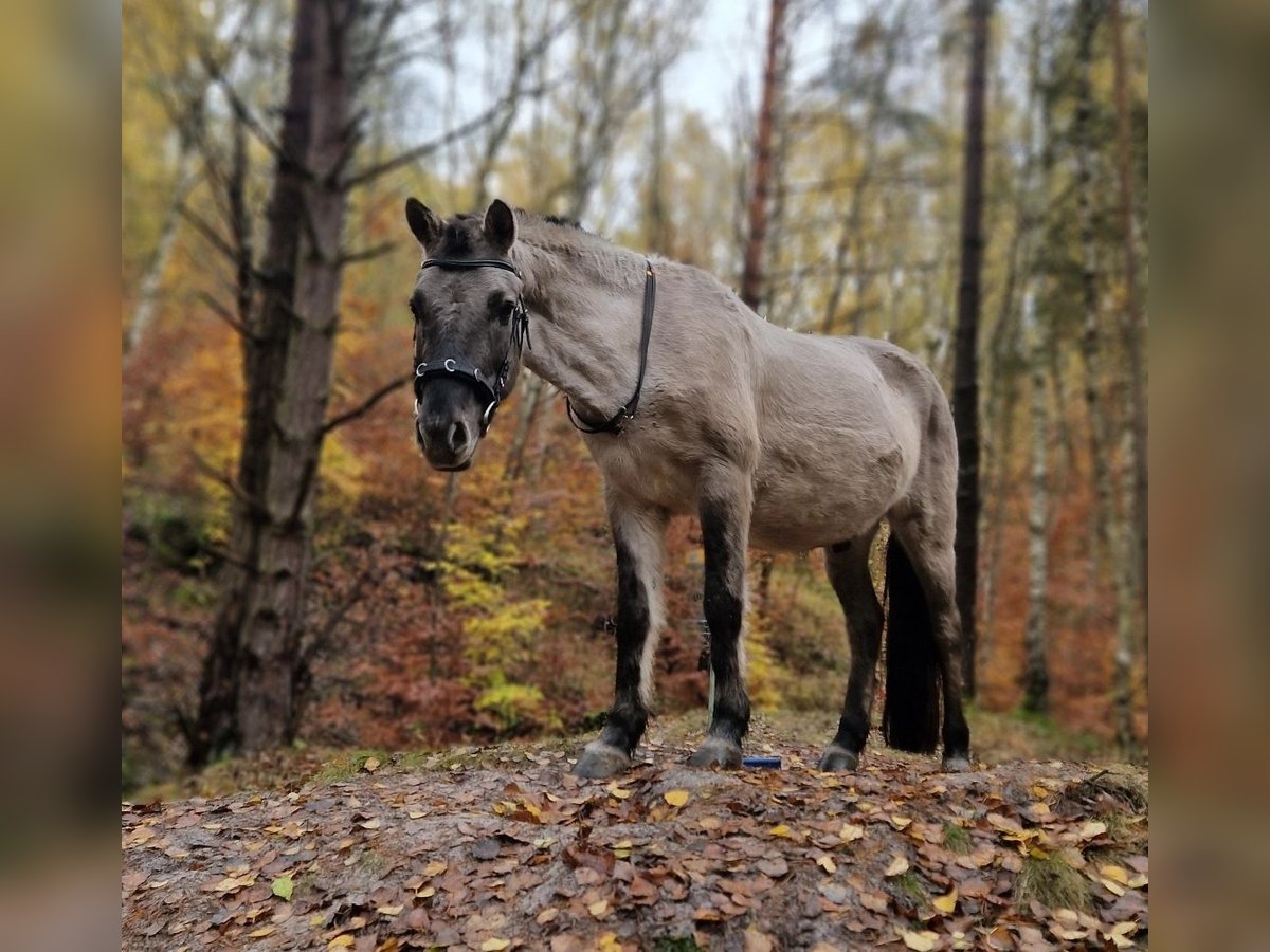 Tarpan Wallach 9 Jahre 132 cm Falbe in Frielendorf