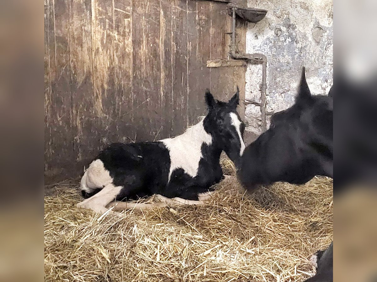 Tennessee konia Ogier Źrebak (04/2024) Tobiano wszelkich maści in Bad Wurzach