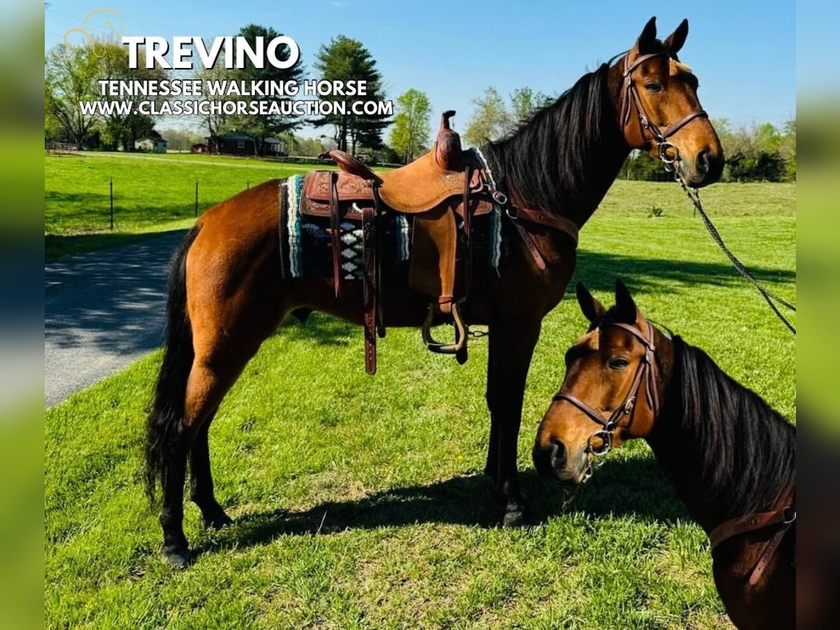 Tennessee konia Wałach 11 lat 152 cm in Breeding, KY