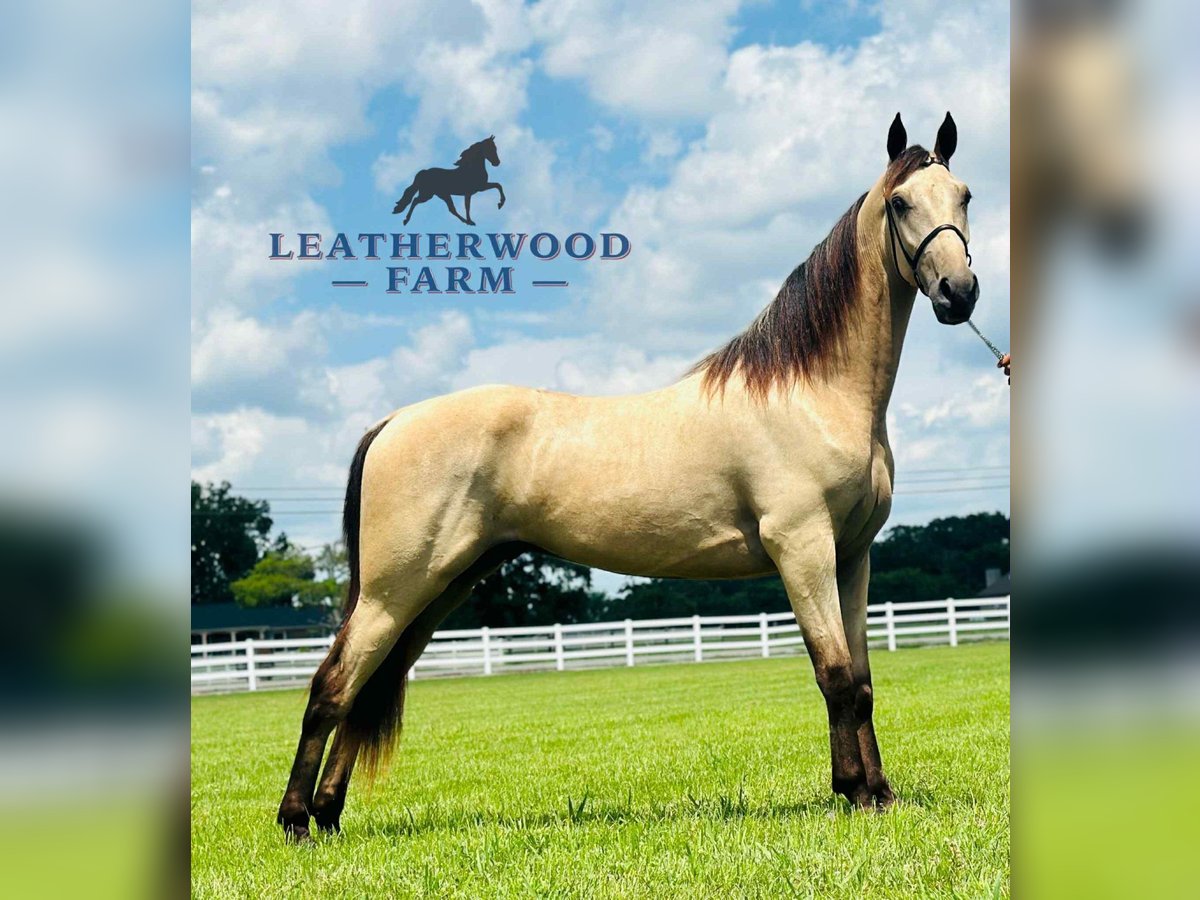 Tennessee konia Wałach 2 lat 152 cm Jelenia in Lewisburg, TN