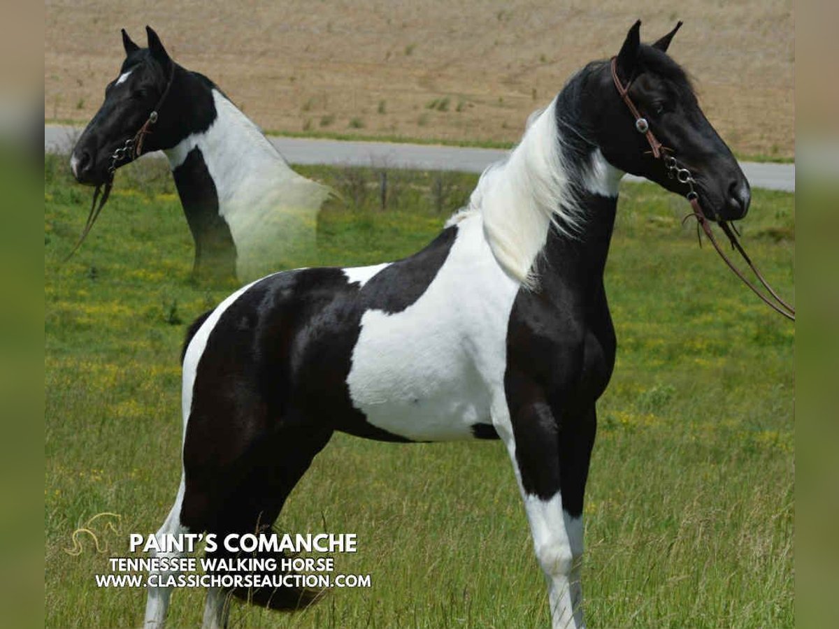 Tennessee konia Wałach 2 lat 152 cm Tobiano wszelkich maści in Hustonville, KY