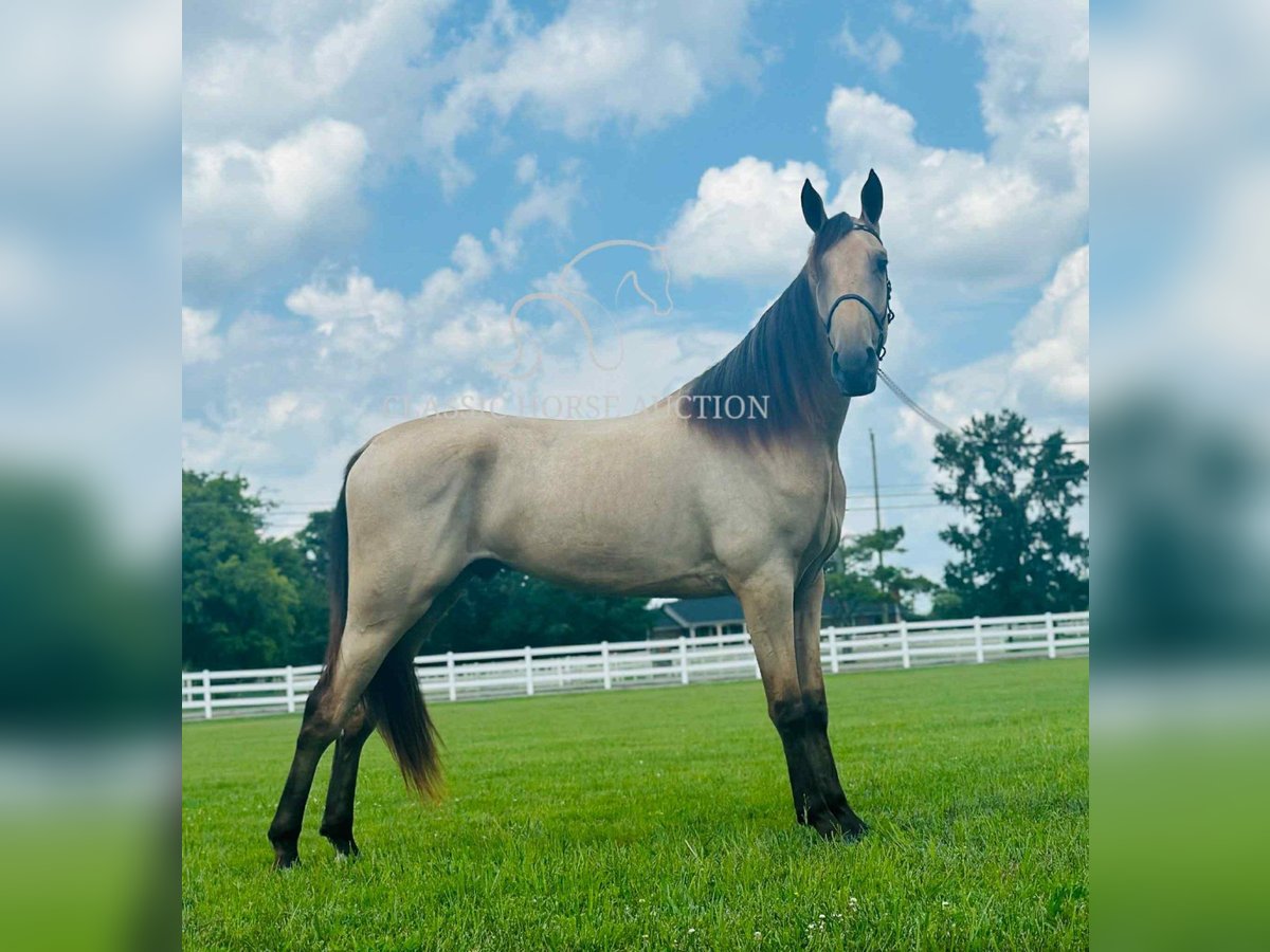 Tennessee konia Wałach 2 lat 163 cm Jelenia in Lewisburg