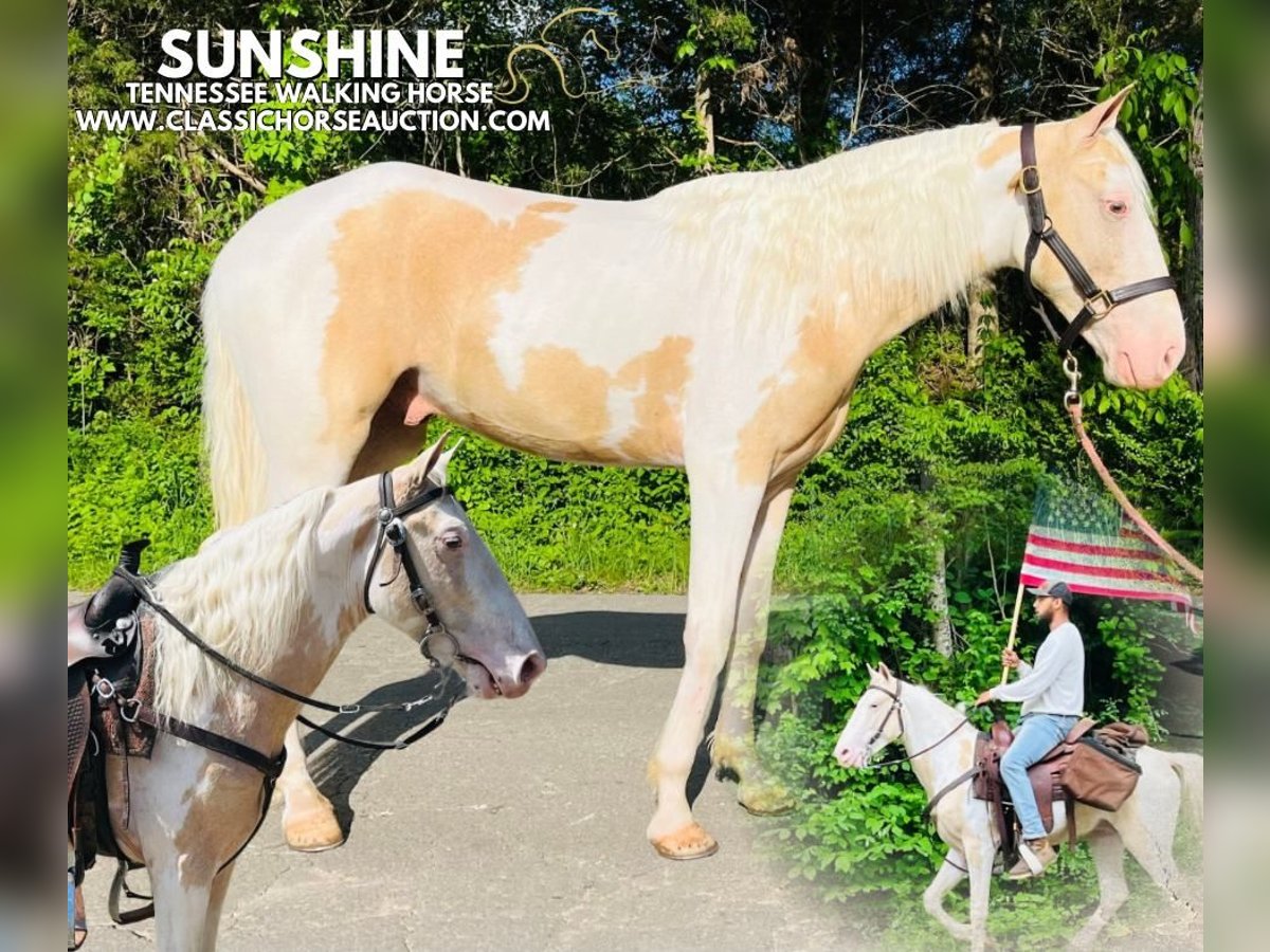 Tennessee konia Wałach 3 lat 142 cm Izabelowata in Tompkinsville, TN