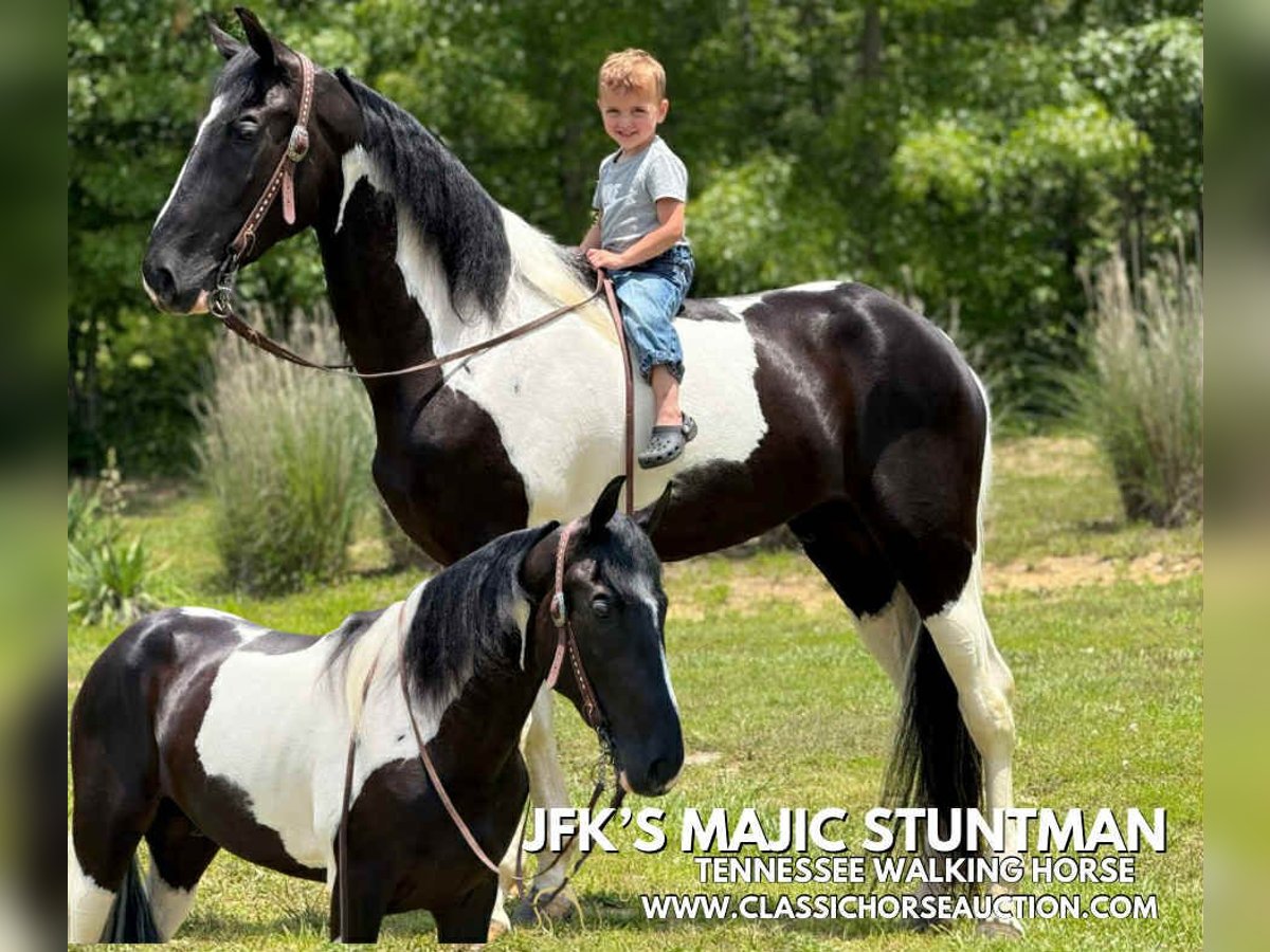 Tennessee konia Wałach 3 lat 152 cm Tobiano wszelkich maści in Whitley City, KY