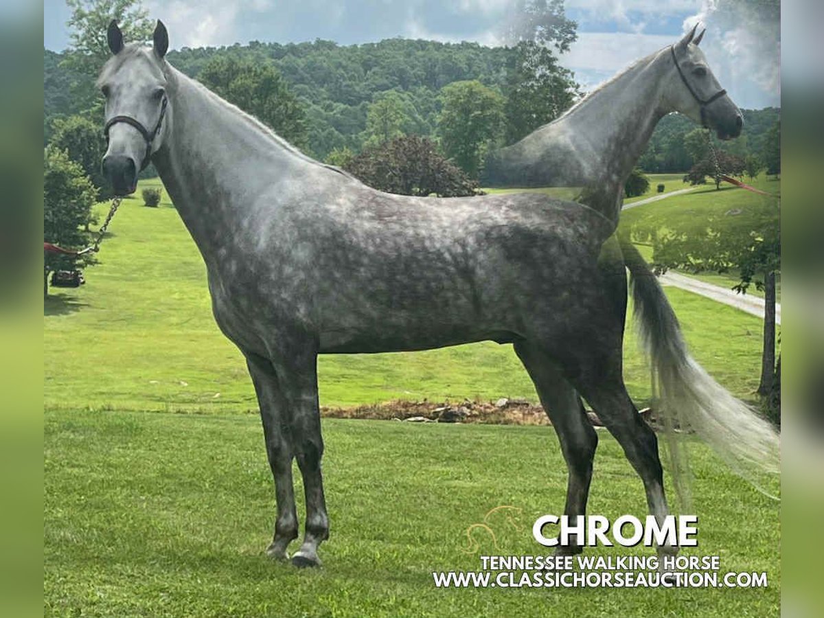 Tennessee konia Wałach 4 lat 152 cm Siwa in Gruetli Laager, TN