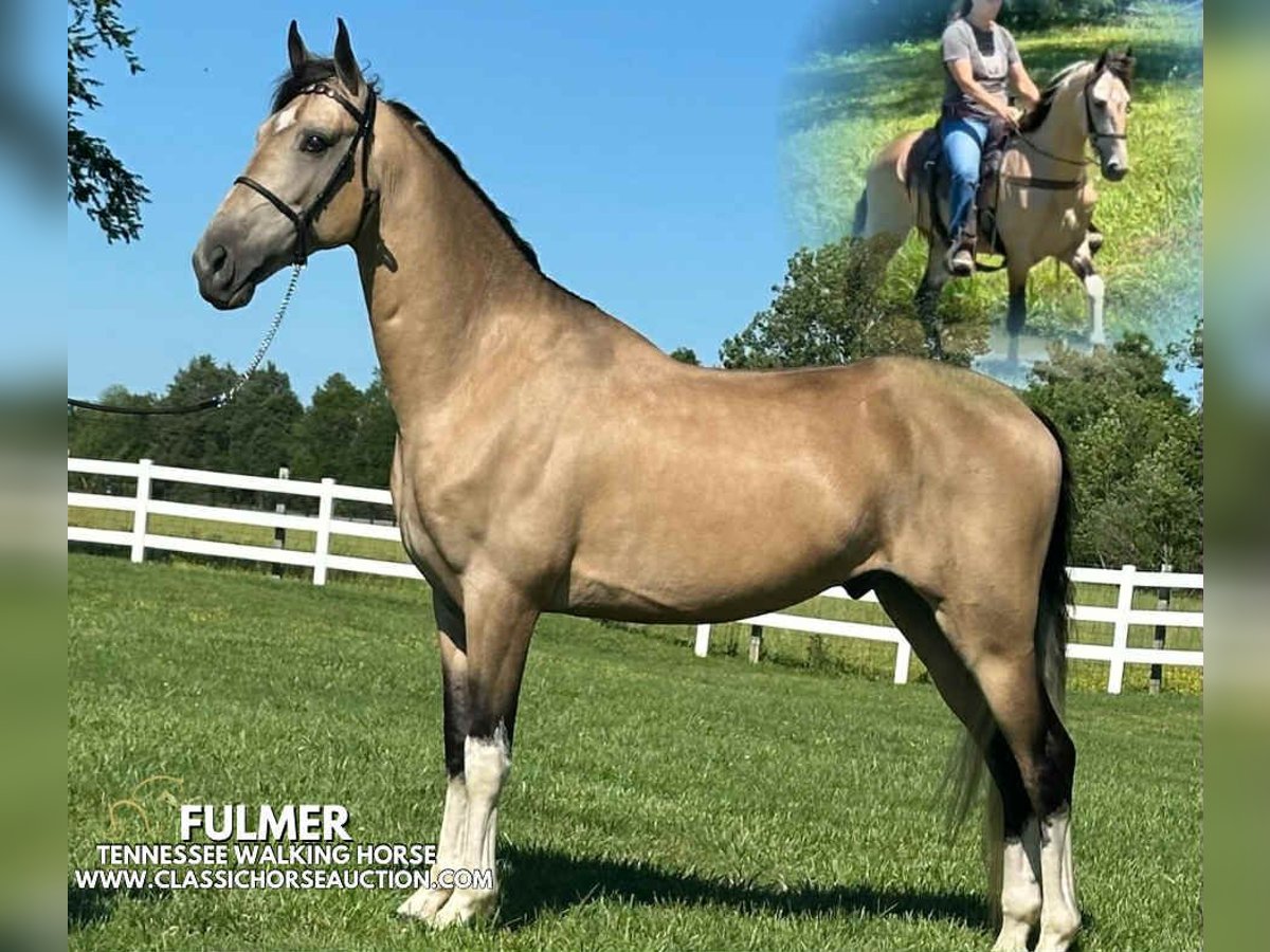Tennessee konia Wałach 5 lat 152 cm Jelenia in Lewisburg