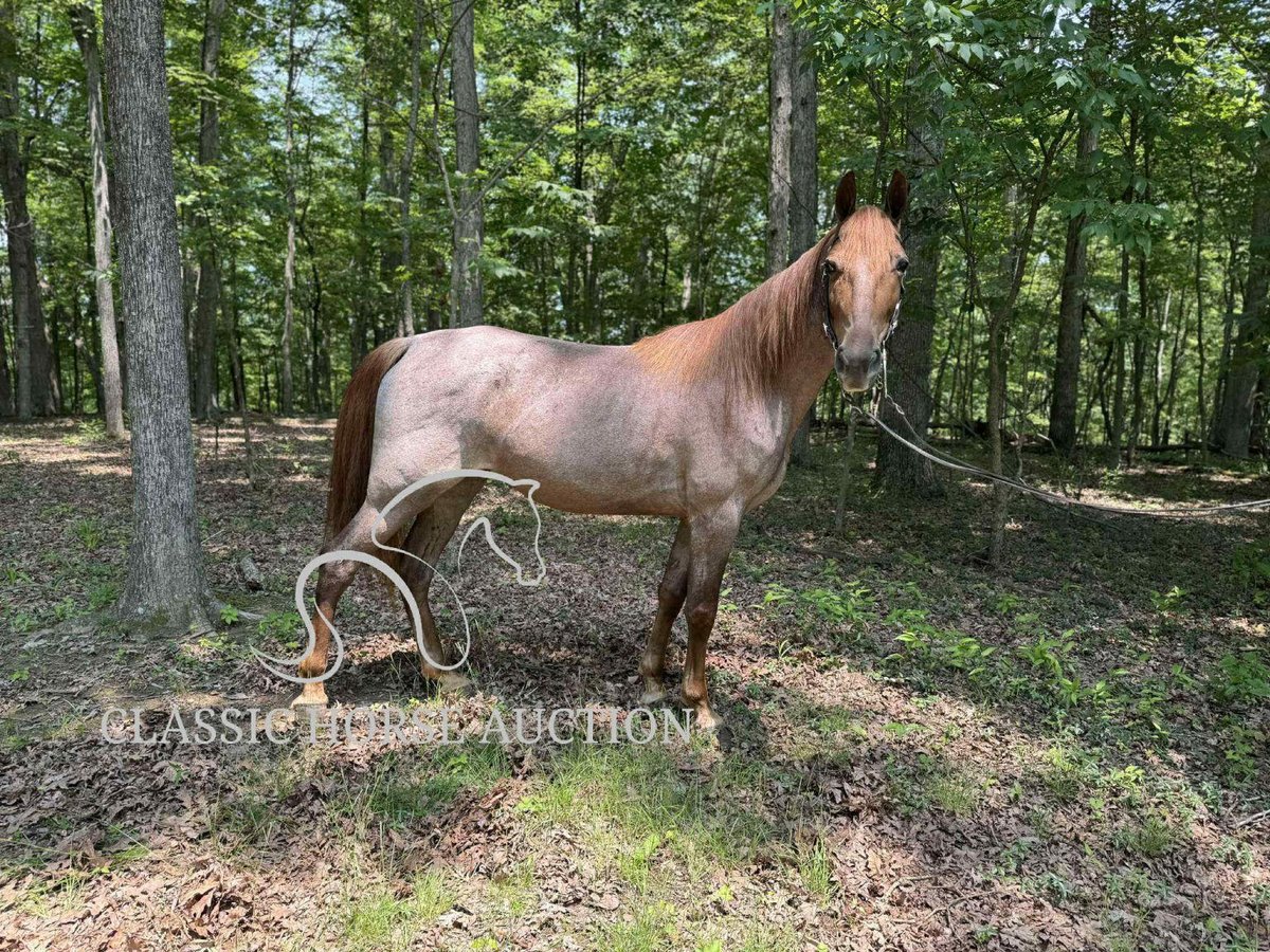 Tennessee konia Wałach 5 lat 152 cm Kasztanowatodereszowata in Rush, KY