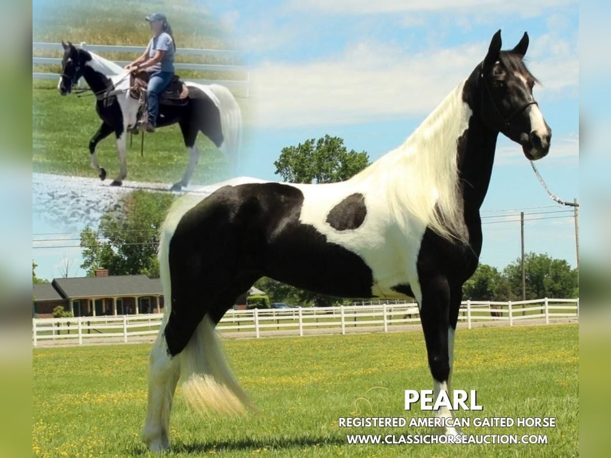 Tennessee konia Wałach 8 lat 152 cm Tobiano wszelkich maści in Lewisburg, TN