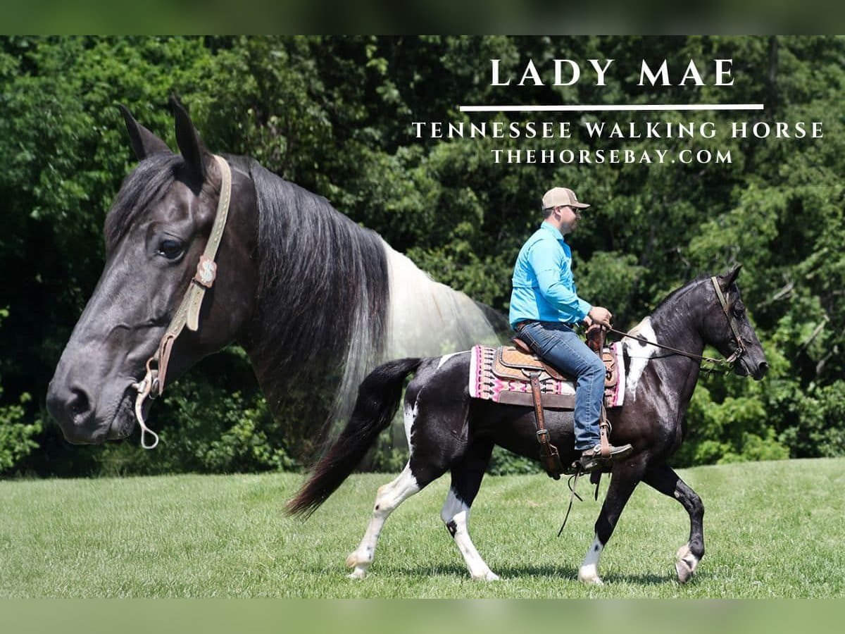 Tennessee konia Wałach 8 lat 155 cm Tobiano wszelkich maści in Parkers Lake, KY