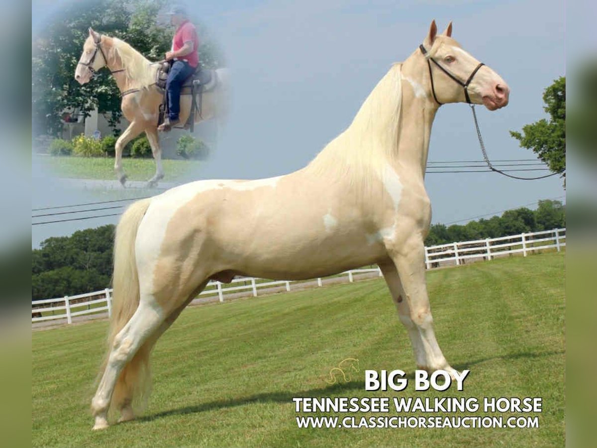 Tennessee konia Wałach 8 lat 163 cm Izabelowata in Lewisburg, TN