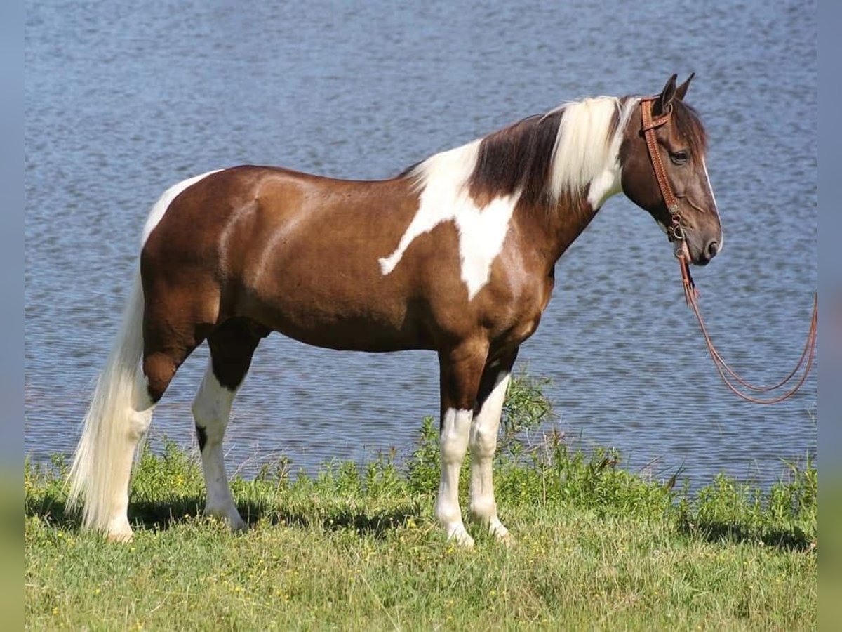 Tennessee konia Wałach 12 lat 152 cm Tobiano wszelkich maści in Fort worth Texas