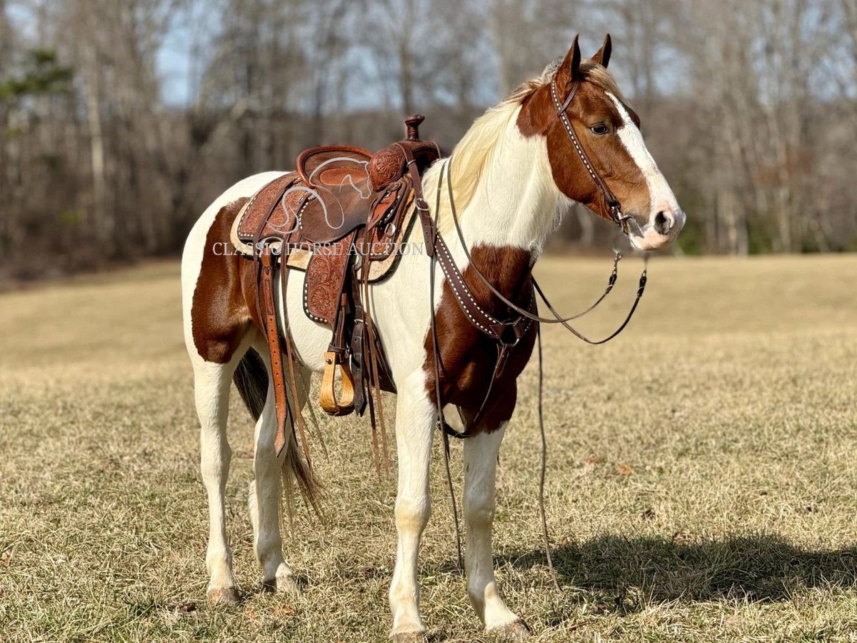 Tennessee konia Wałach 5 lat 142 cm Tobiano wszelkich maści in Whitley City,KY