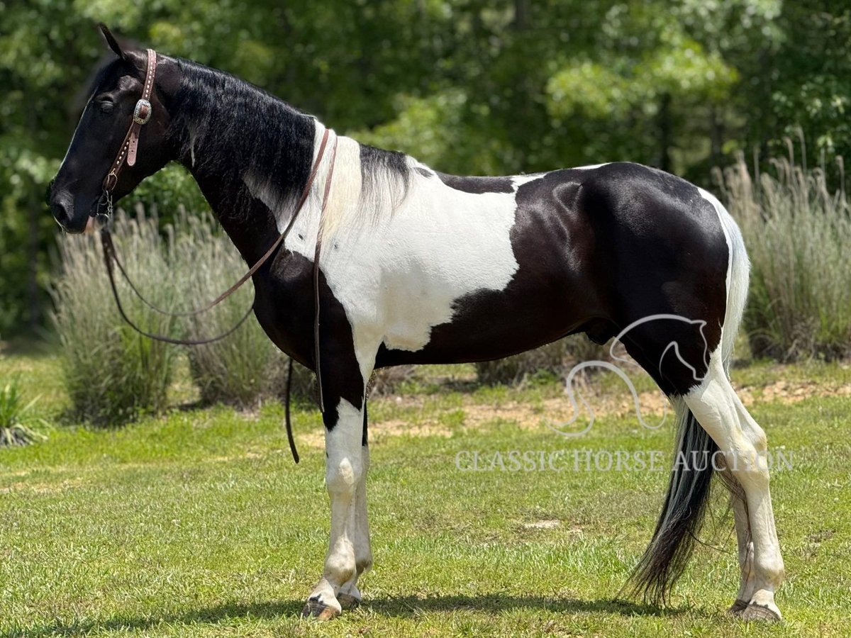 Tennessee walking horse  3 years 15 hh Tobiano-all-colors in Whitley City, KY