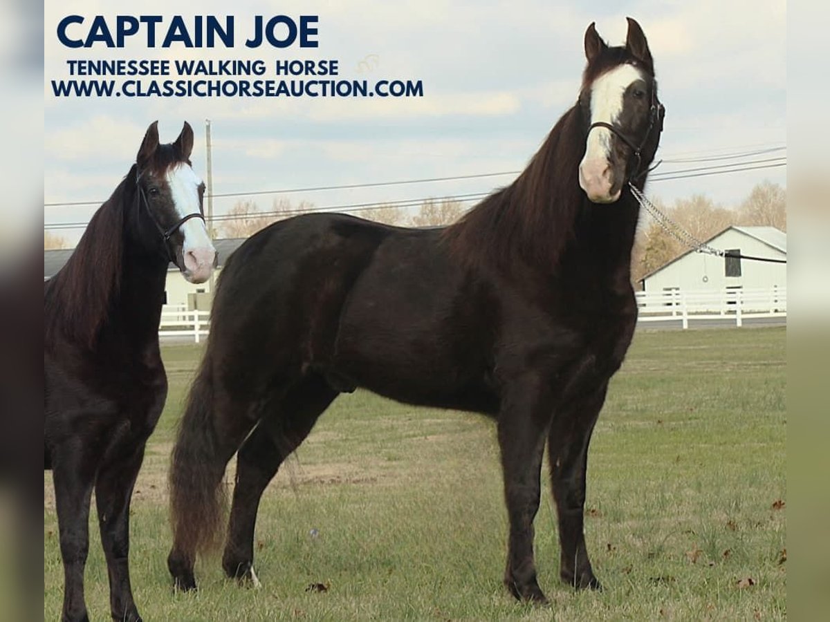 Tennessee walking horse Caballo castrado 10 años 142 cm Negro in Lewisburg, TN