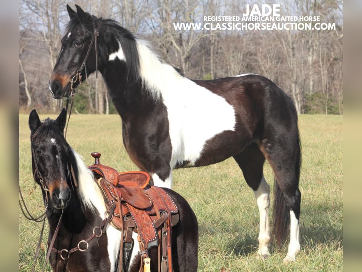 Tennessee walking horse Caballo castrado 10 años 142 cm Tobiano-todas las-capas in Whitley City, KY