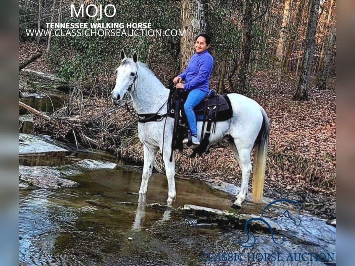 Tennessee walking horse Caballo castrado 10 años 142 cm Tordo in Otis Orchards, WA