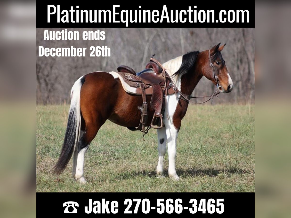 Tennessee walking horse Caballo castrado 10 años 147 cm Tobiano-todas las-capas in Jamestown KY