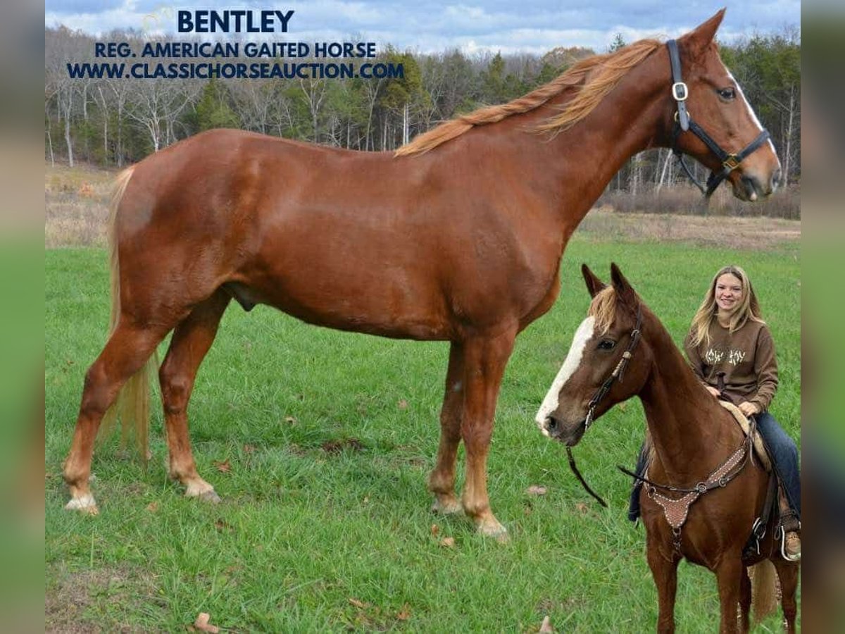 Tennessee walking horse Caballo castrado 10 años 152 cm Alazán rojizo in Park Hills