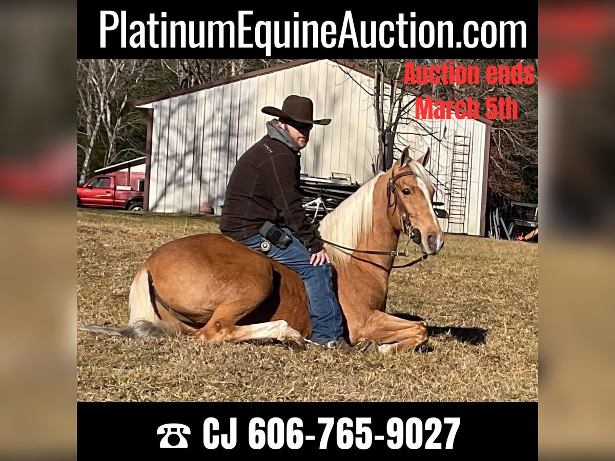 Tennessee walking horse Caballo castrado 10 años 152 cm Palomino in Whitley City KY